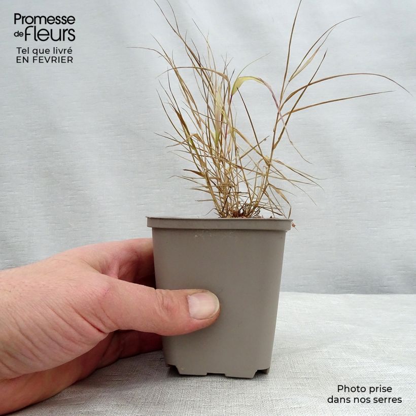 Example of Hakonechloa macra Sunflare - Japans berggras Kweekpotje van 8/9 cm as you get in hiver