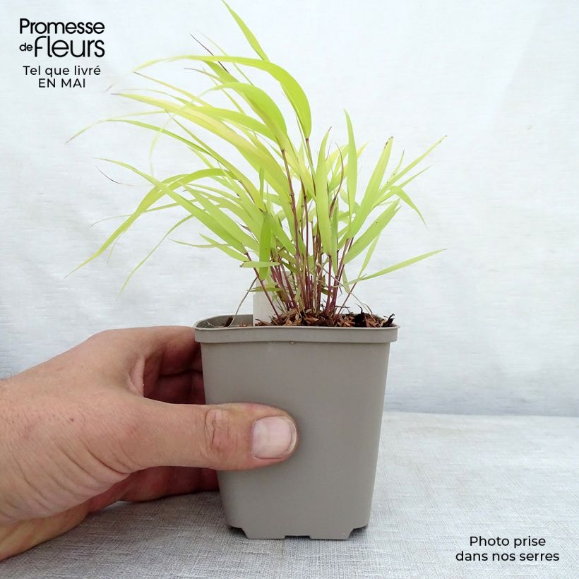 Exemplaar van Hakonechloa macra Sunflare - Japans berggras Kweekpotje van 8/9 cm zoals geleverd in de lente