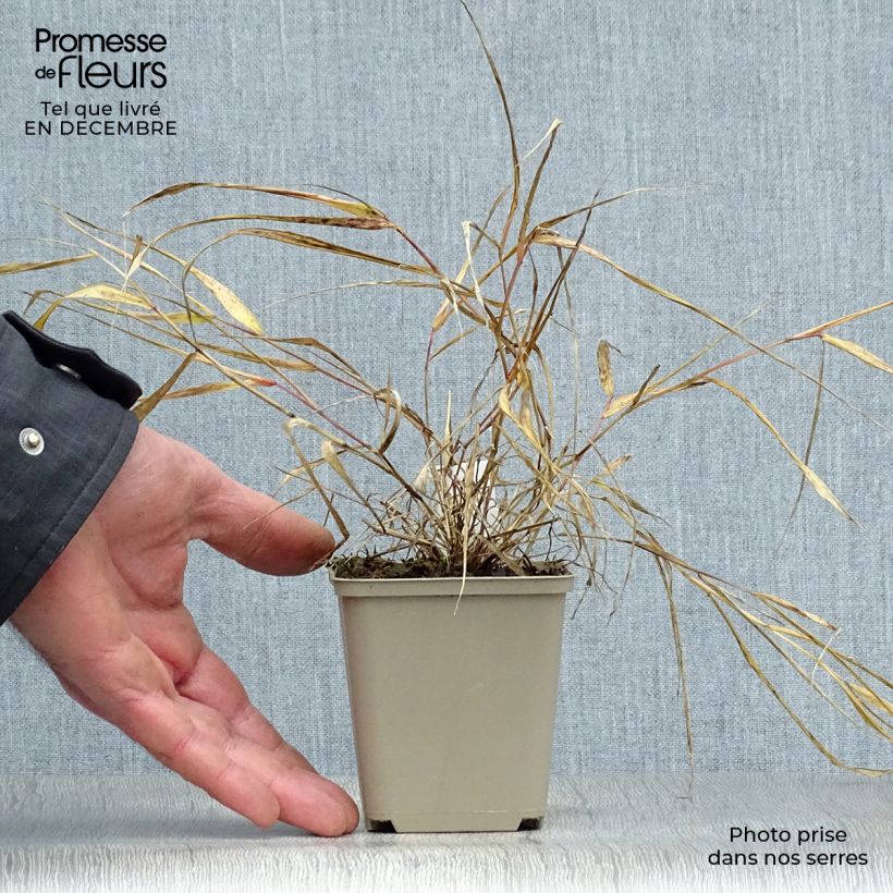 Example of Hakonechloa macra Sunflare - Japans berggras Pot van 1 l/1,5 l as you get in hiver