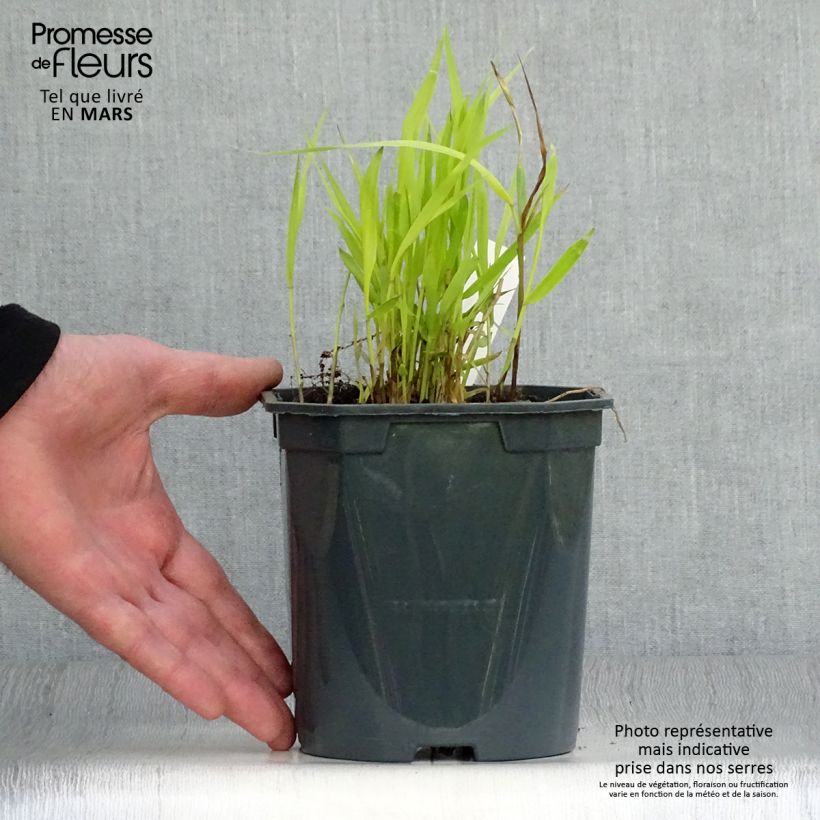 Exemplaar van Hakonechloa macra Sunflare - Japans berggras Pot van 1 l/1,5 l zoals geleverd in de lente