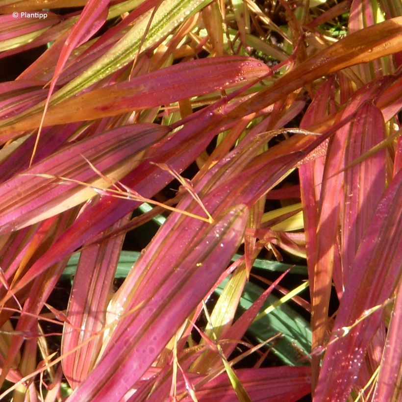 Hakonechloa macra Mulled Wine - Japans berggras (Blad)