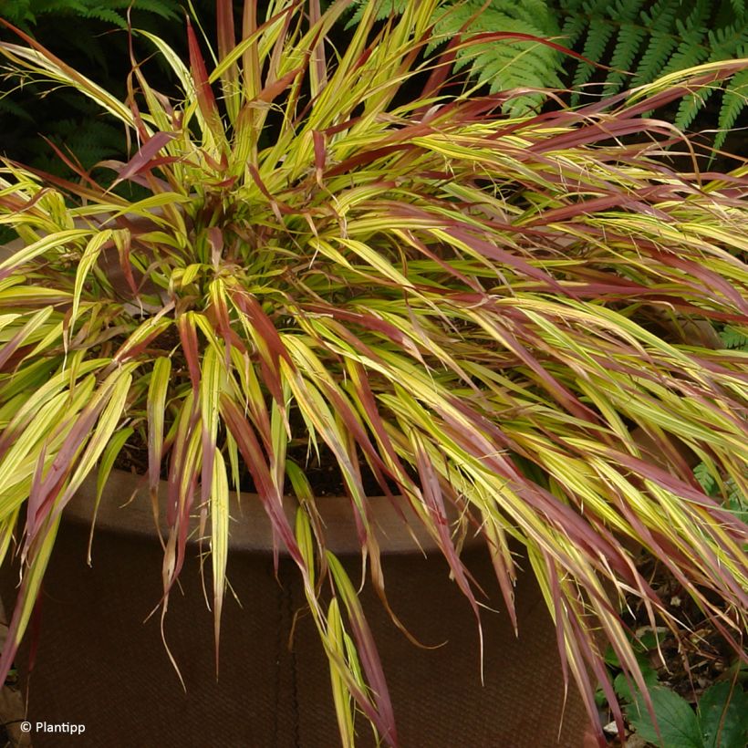 Hakonechloa macra Mulled Wine - Japans berggras (Groeiplaats)