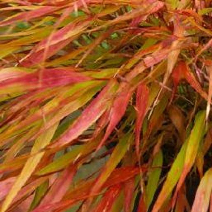Hakonechloa macra Nicolas - Japans berggras (Foliage)