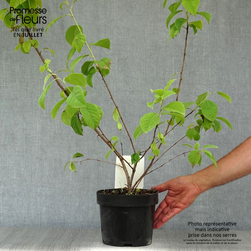 Exemplaar van Halesia carolina - Sneeuwklokjesboom Pot van 2 l/3 l zoals geleverd in de zomer