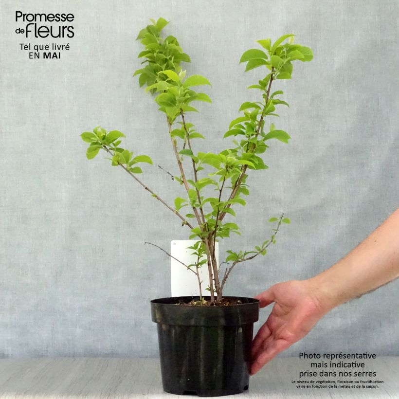 Exemplaar van Halesia carolina - Sneeuwklokjesboom Pot van 2 l/3 l zoals geleverd in de lente