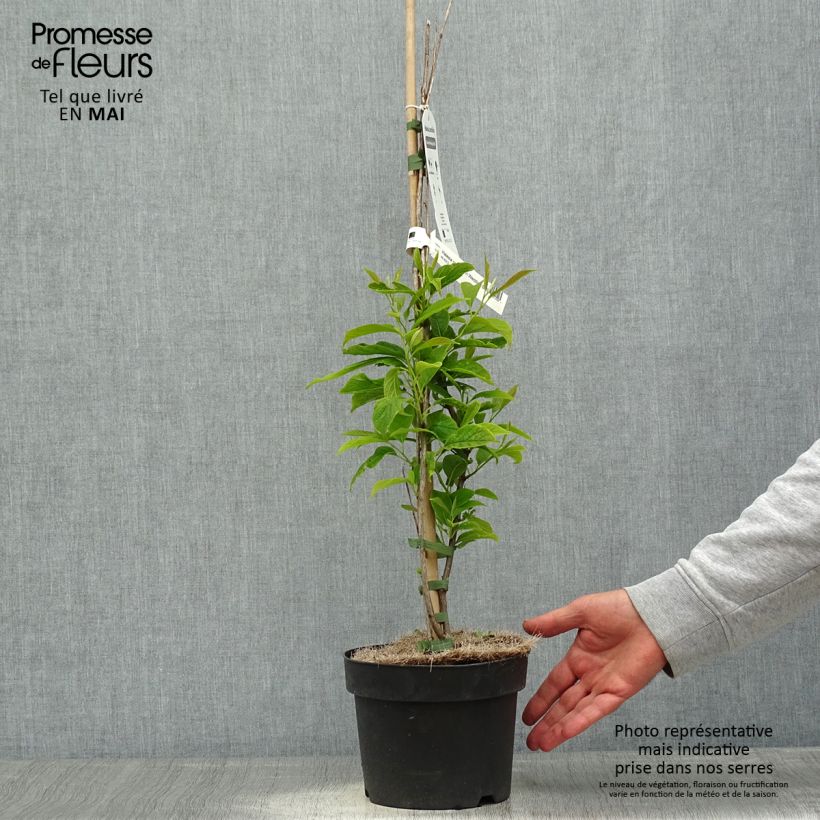 Exemplaar van Halesia carolina UConn - Sneeuwklokjesboom Pot van 2 l/3 l zoals geleverd in de lente