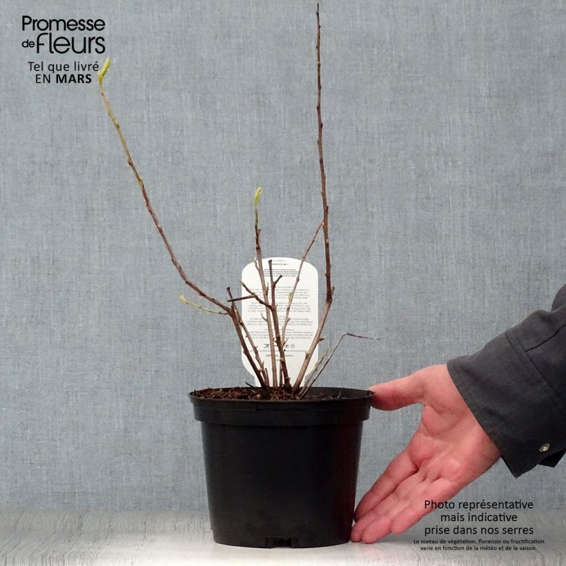 Example of Halesia monticola Variegata - Arbre aux clochettes d'argent Pot van 2 l/3 l as you get in printemps