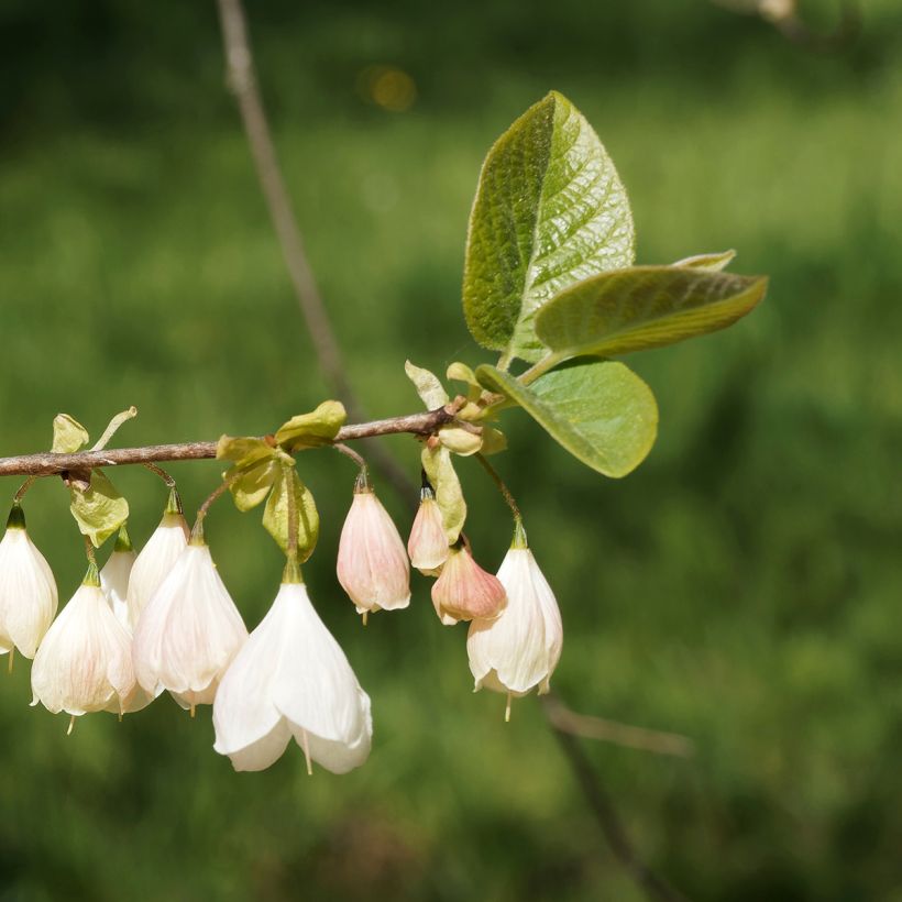 Halesia carolina monticola - Sneeuwklokjesboom (Bloei)