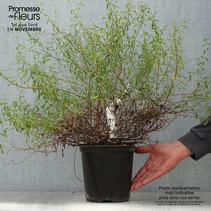 Exemplaar van Halimiocistus sahucii - Bastaard-cistusroos Pot van 4 l/5 l zoals geleverd in de herfst