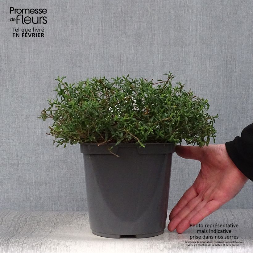 Example of Halimiocistus sahucii - Halimiociste de Sahuc Pot van 4 l/5 l as you get in hiver