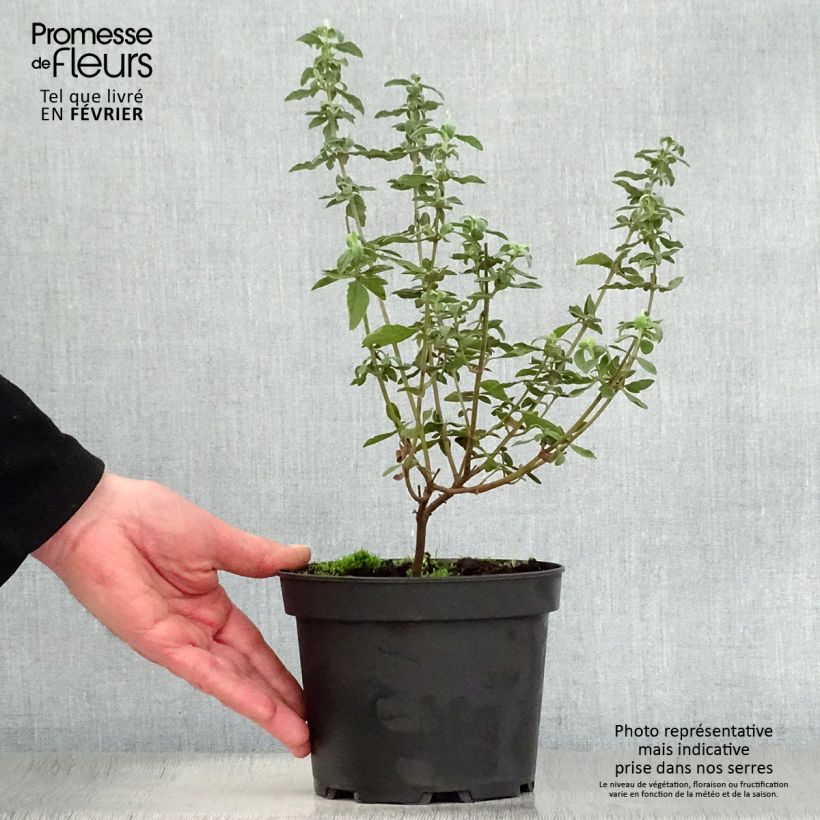 Example of Halimiocistus wintonensis Merrist Wood Cream Pot van 2 l/3 l as you get in hiver