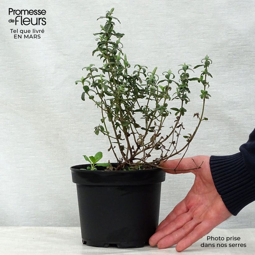 Exemplaar van Halimiocistus wintonensis Merrist Wood Cream - Bastaard-cistusroos Pot van 2 l/3 l zoals geleverd in de lente