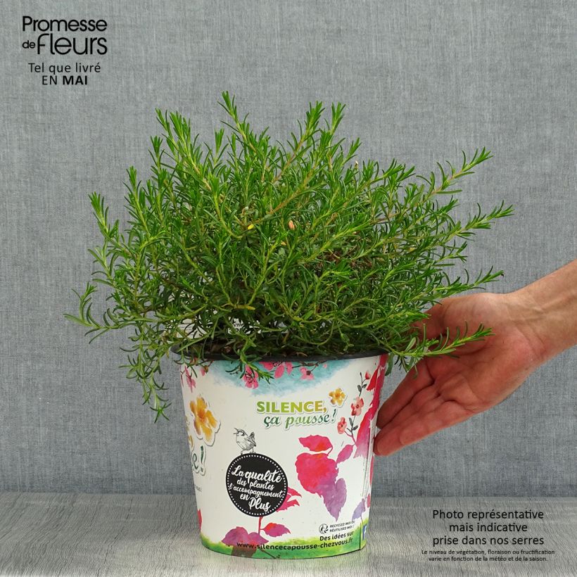 Example of Halimium commutatum - Faux-ciste jaune Pot van 4 l/5 l as you get in printemps