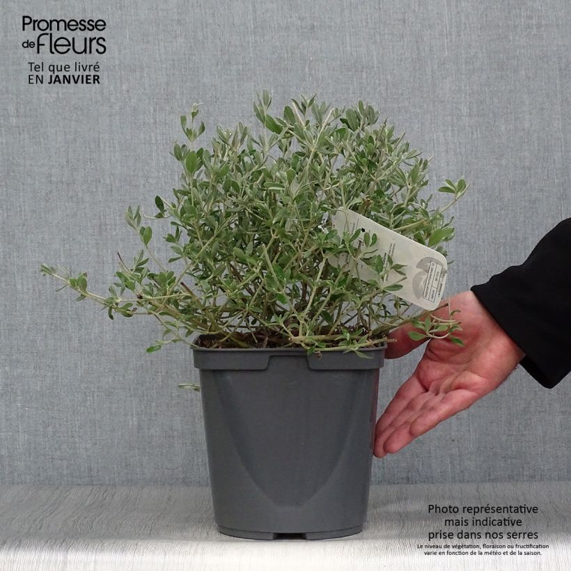 Example of Halimium lasianthum subsp. formosum  Pot van 4 l/5 l as you get in hiver