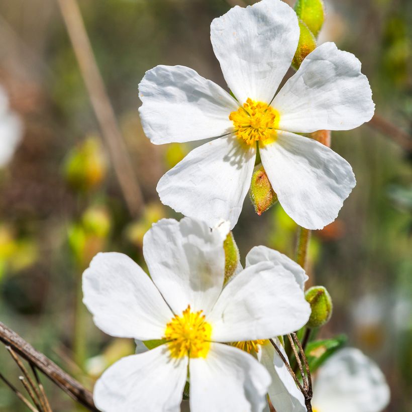 Halimium umbellatum April Snow - Zonneroosje (Flowering)