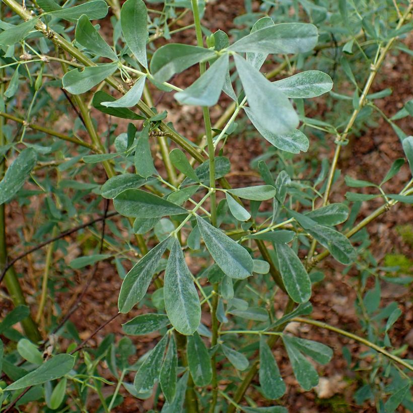 Halimodendron halodendron - Zonneroosje (Foliage)