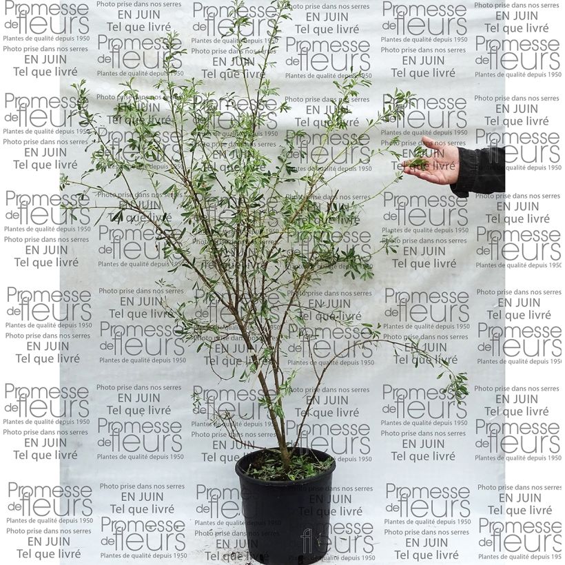 Example of Halimodendron halodendron - Caragana argenté Pot van 12 l/15 l as you get