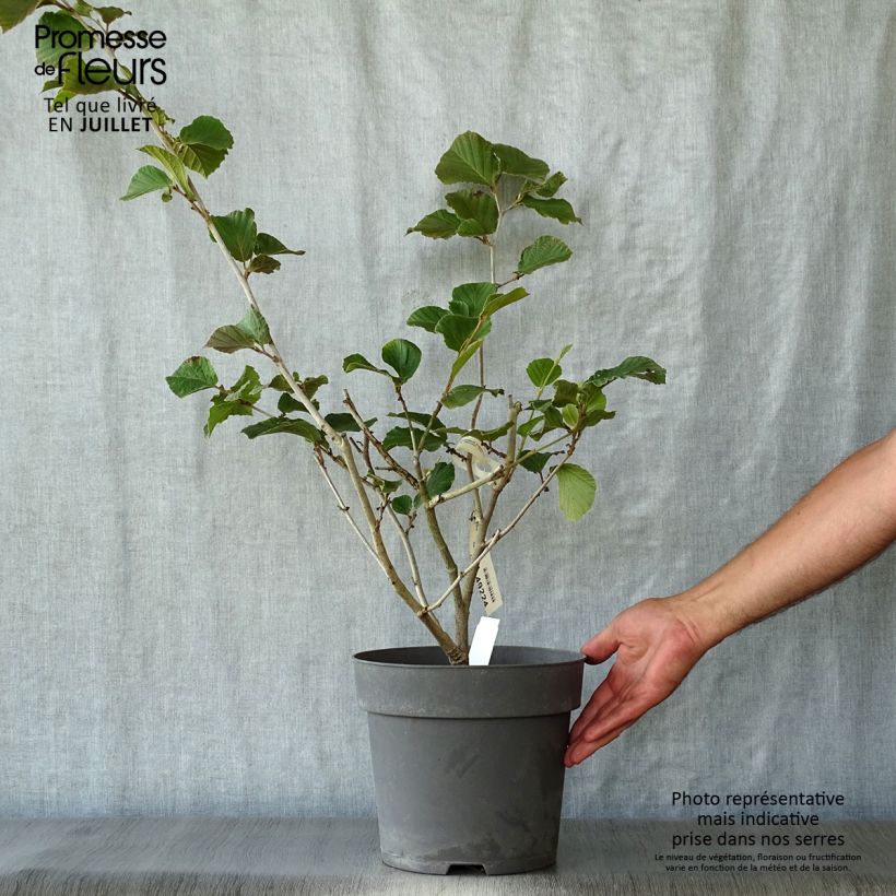 Exemplaar van Hamamelis intermedia Ruby Glow - Toverhazelaar Pot van 6 l/7 l zoals geleverd in de zomer