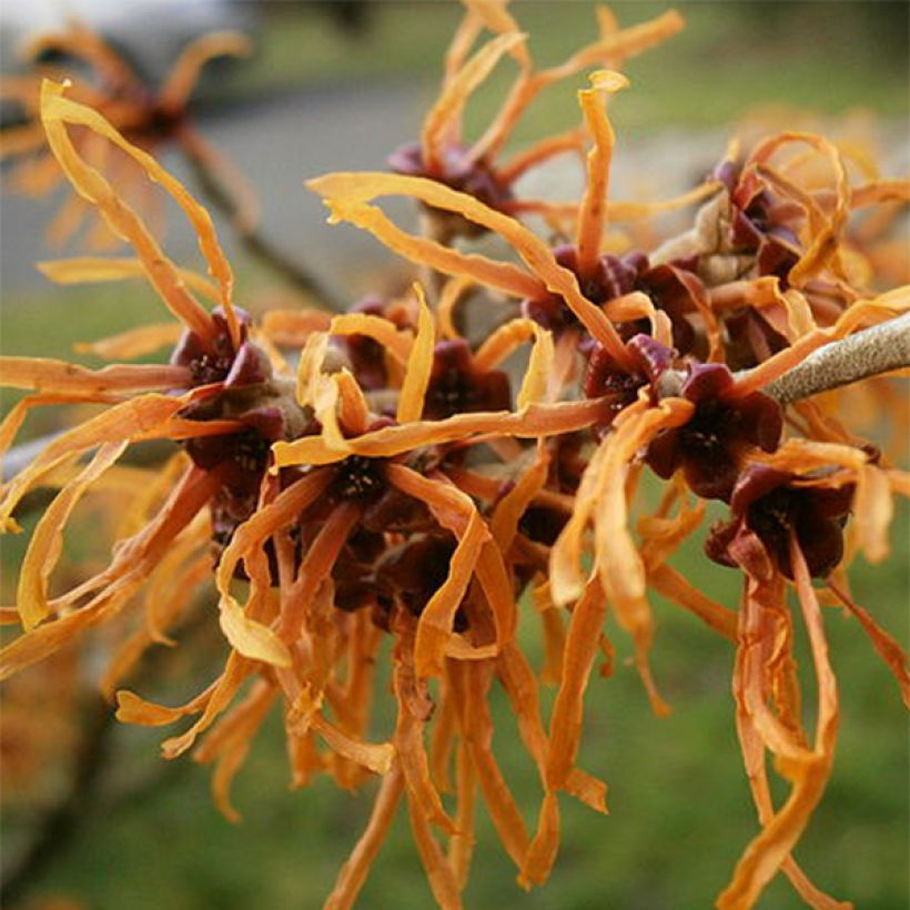 Hamamelis intermedia Jelena - Toverhazelaar (Flowering)