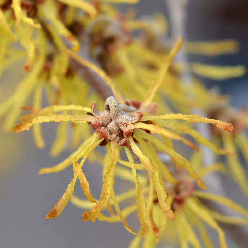 Hamamelis intermedia Arnold Promise - Toverhazelaar (Flowering)