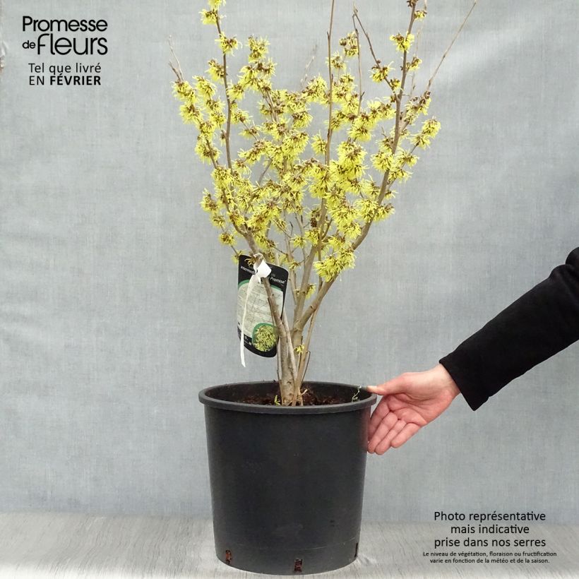 Example of Hamamelis intermedia Arnold Promise - Noisetier de Sorcière Pot van 18 l/20 l as you get in hiver