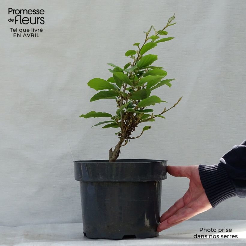 Exemplaar van Hamamelis intermedia Arnold Promise - Toverhazelaar Pot van 4 l/5 l zoals geleverd in de lente