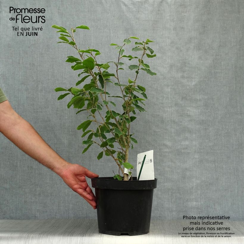 Exemplaar van Hamamelis intermedia Arnold Promise - Toverhazelaar Pot van 4 l/5 l zoals geleverd in de zomer