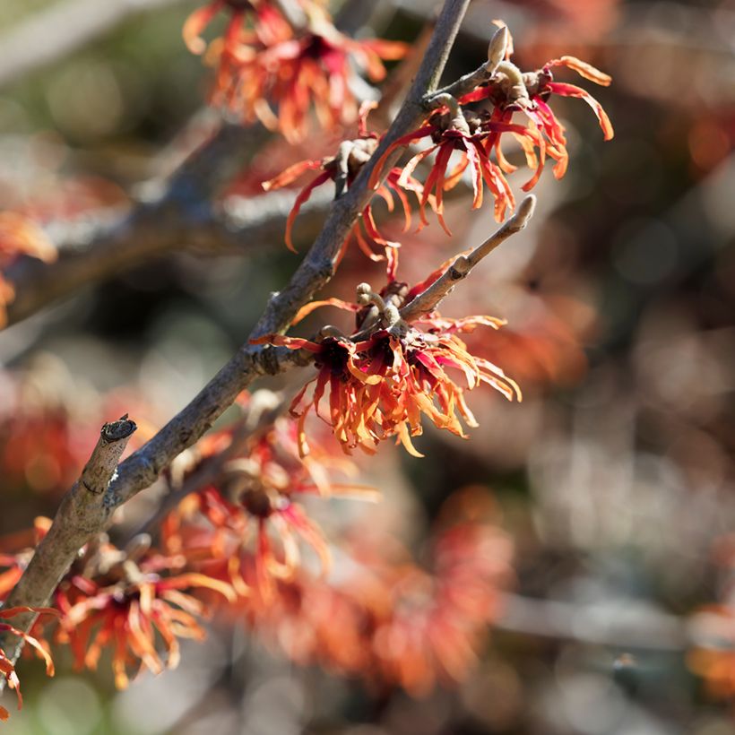 Hamamelis intermedia Diane - Toverhazelaar (Bloei)