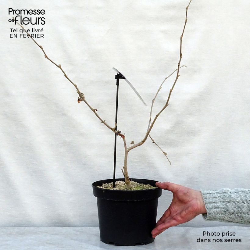 Example of Hamamelis intermedia Diane - Noisetier de Sorcière Pot van 4 l/5 l as you get in hiver