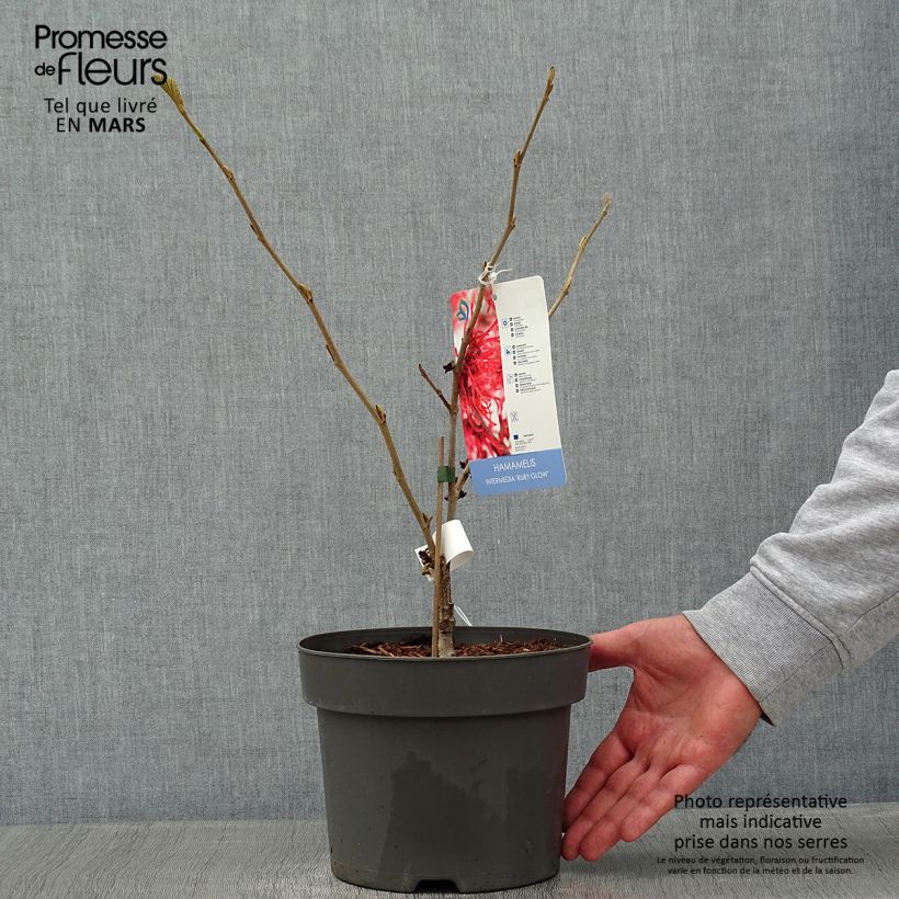 Example of Hamamelis intermedia Ruby Glow - Noisetier de sorcière Pot van 4 l/5 l as you get in hiver