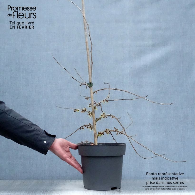 Example of Hamamelis japonica Pendula - Hamamelis pleureur Pot van 6 l/7 l as you get in hiver