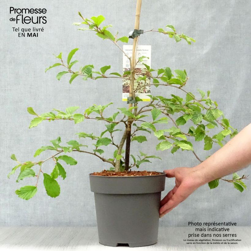 Exemplaar van Hamamelis japonica Pendula - Japanse toverhazelaar Pot van 6 l/7 l zoals geleverd in de lente