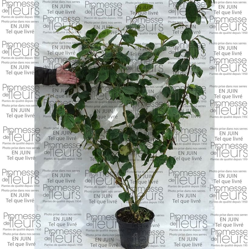 Example of Noisetier des sorcières - Hamamelis mollis Pallida Pot van 7,5 l/10 l as you get