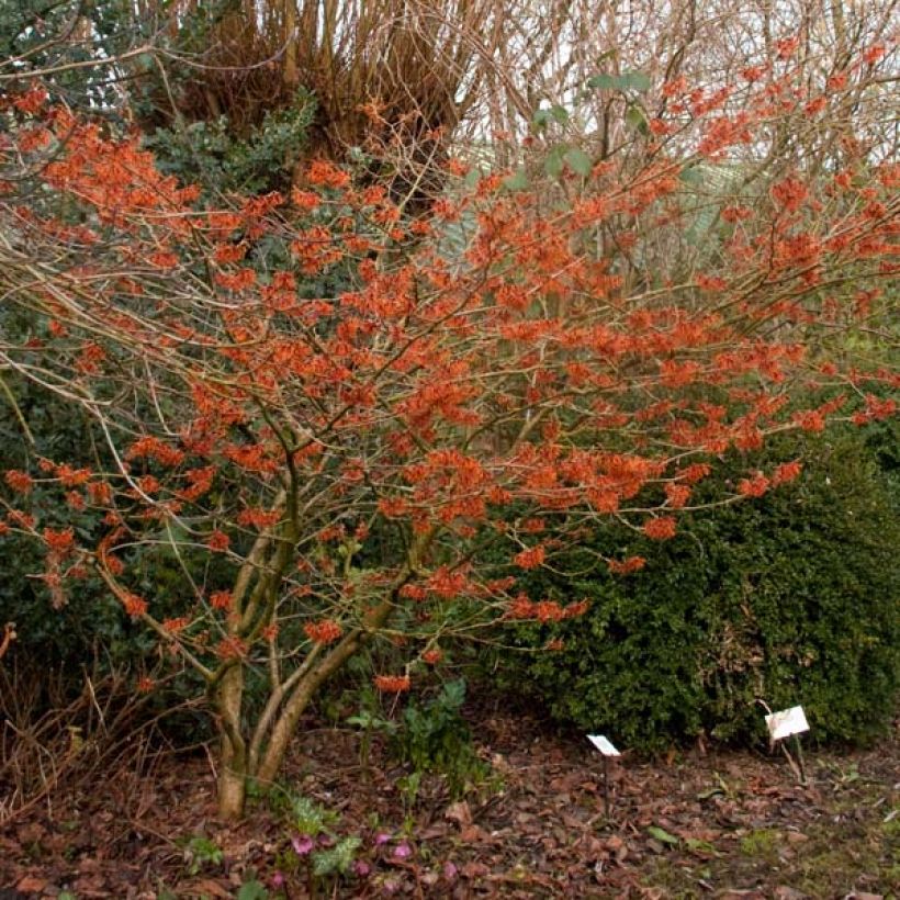 Hamamelis intermedia Ruby Glow - Toverhazelaar (Plant habit)