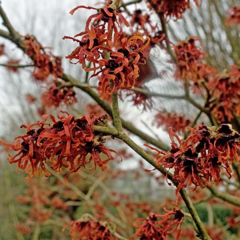 Hamamelis intermedia Ruby Glow - Toverhazelaar (Flowering)