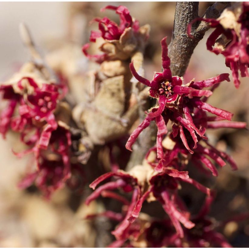 Hamamelis vernalis Amethyst - Toverhazelaar (Flowering)