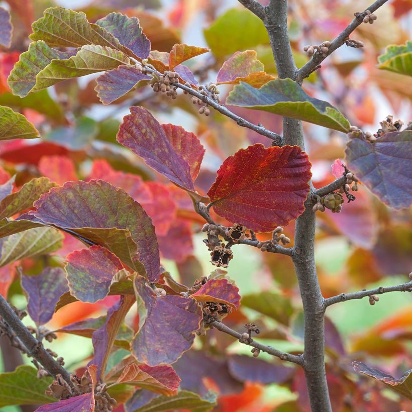 Hamamelis vernalis Amethyst - Toverhazelaar (Foliage)
