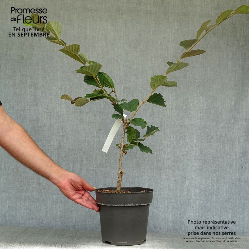 Exemplaar van Hamamelis vernalis Washington Park - Amerikaanse voorjaarstoverhazelaar Pot van 4 l/5 l zoals geleverd in de herfst