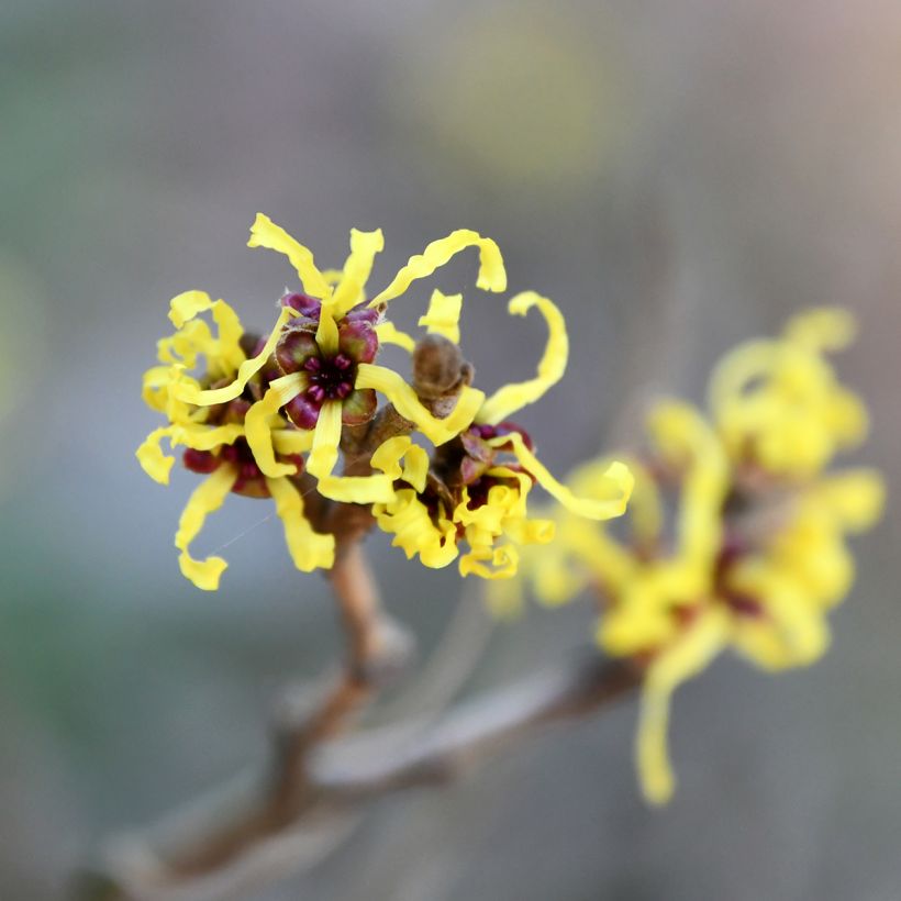 Hamamelis virginiana - Amerikaanse toverhazelaar (Flowering)