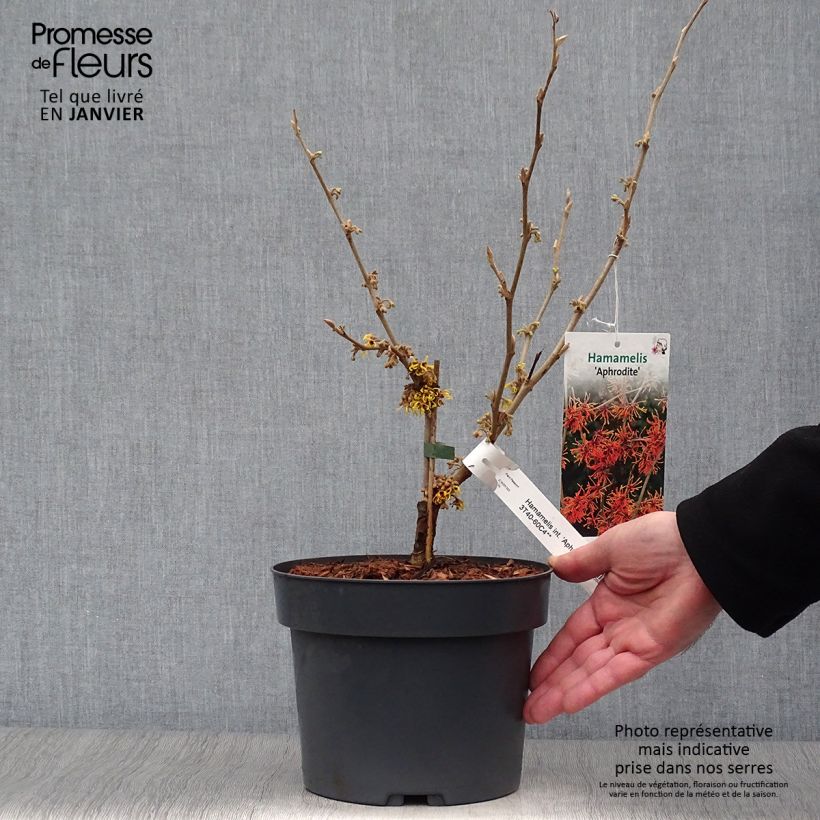 Example of Hamamelis (x) intermedia Aphrodite - Noisetier de sorcière Pot van 3 l/4 l as you get in hiver