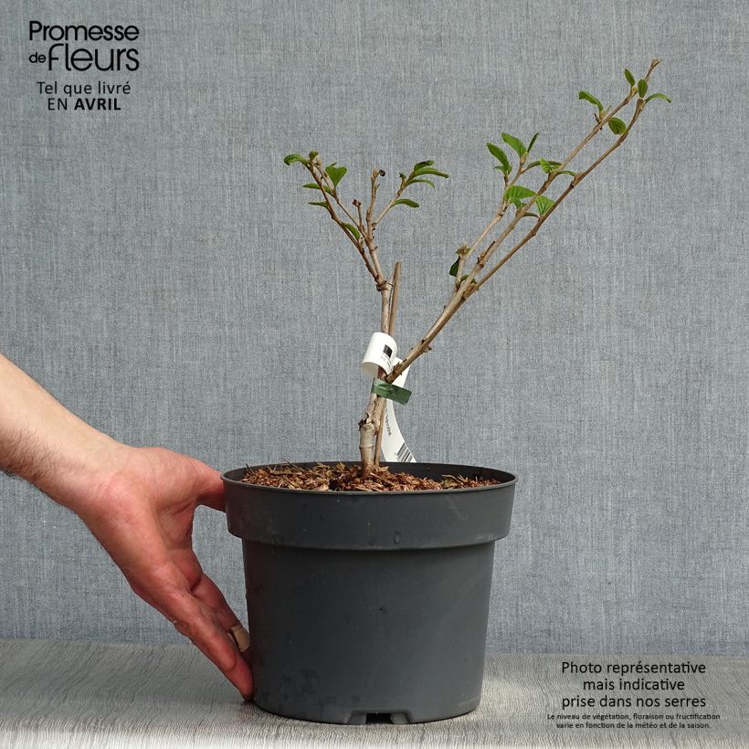 Exemplaar van Hamamelis intermedia Aphrodite - Toverhazelaar Pot van 3 l/4 l zoals geleverd in de lente