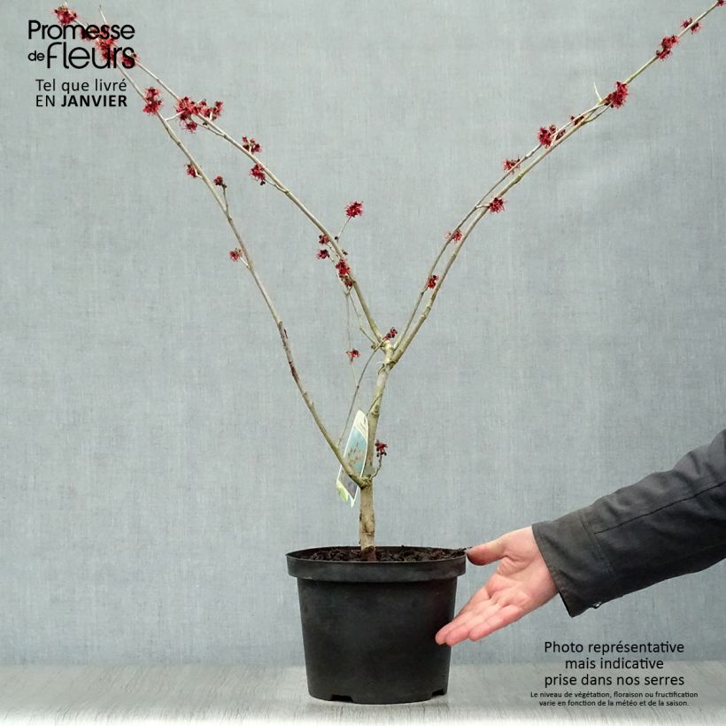 Example of Hamamelis (x) intermedia Feuerzauber - Noisetier de sorcière Pot van 4 l/5 l as you get in hiver