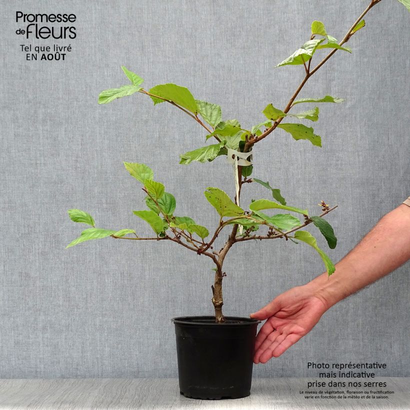 Exemplaar van Hamamelis intermedia Jelena - Toverhazelaar Pot van 2 l/3 l zoals geleverd in de zomer