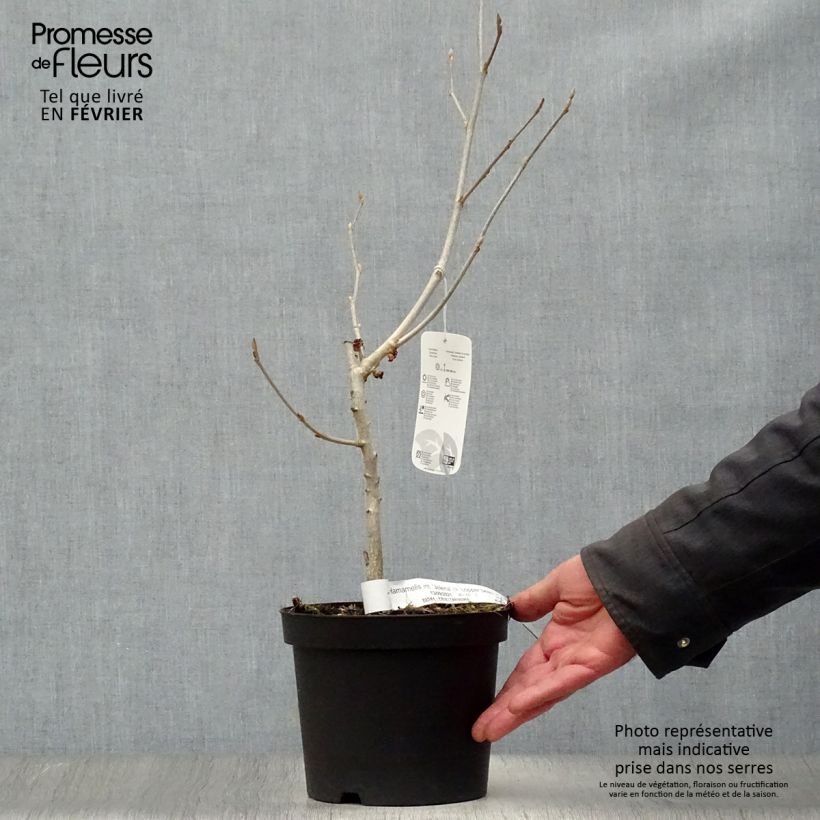 Example of Hamamelis intermedia Jelena - Toverhazelaar Pot van 2 l/3 l as you get in hiver