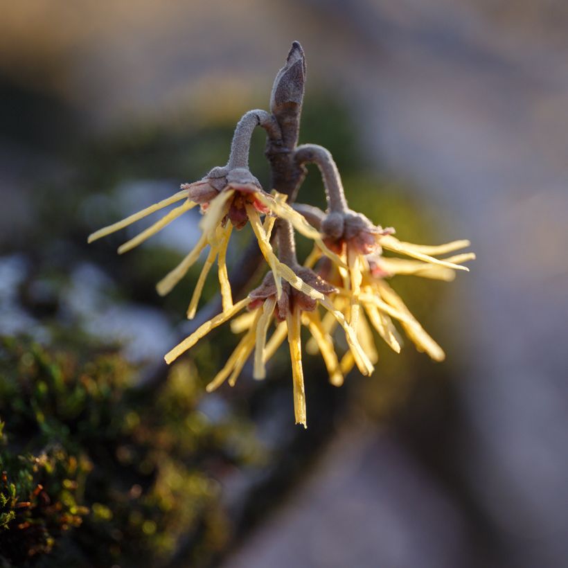 Hamamelis mollis Pallida - Zachte toverhazelaar (Flowering)