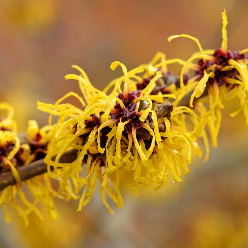 Hamamelis Barmstedt Gold - Toverhazelaar (Flowering)