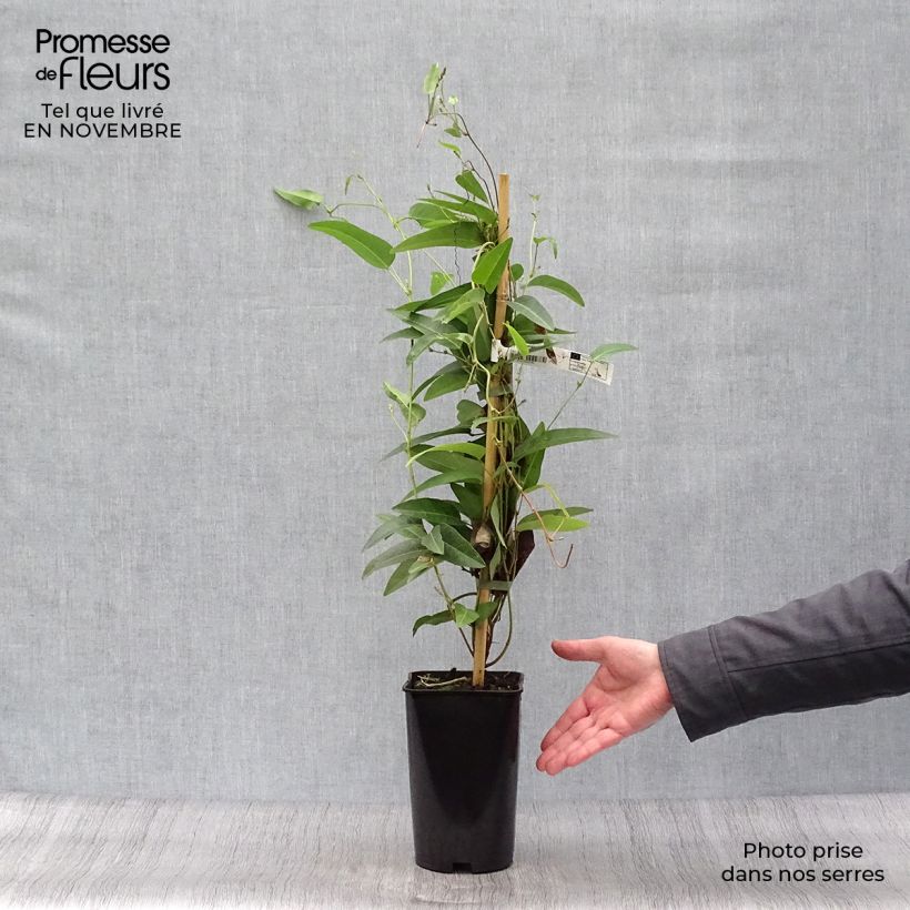 Exemplaar van Hardenbergia violacea - Valse sarsparilla Pot van 2 l/3 l zoals geleverd in de herfst