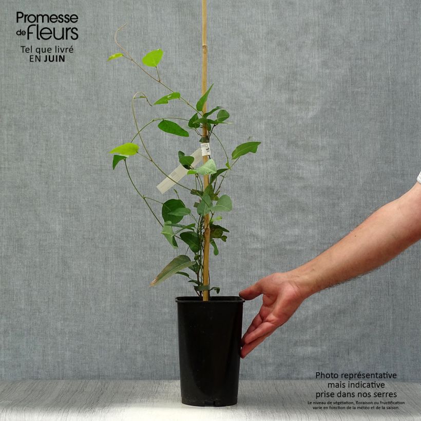 Exemplaar van Hardenbergia violacea - Valse sarsparilla Pot van 2 l/3 l zoals geleverd in de zomer
