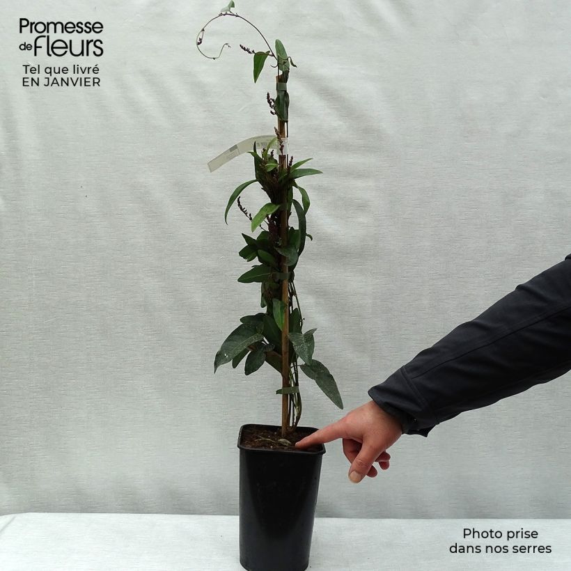 Example of Hardenbergia violacea - Valse sarsparilla Pot van 2 l/3 l as you get in hiver