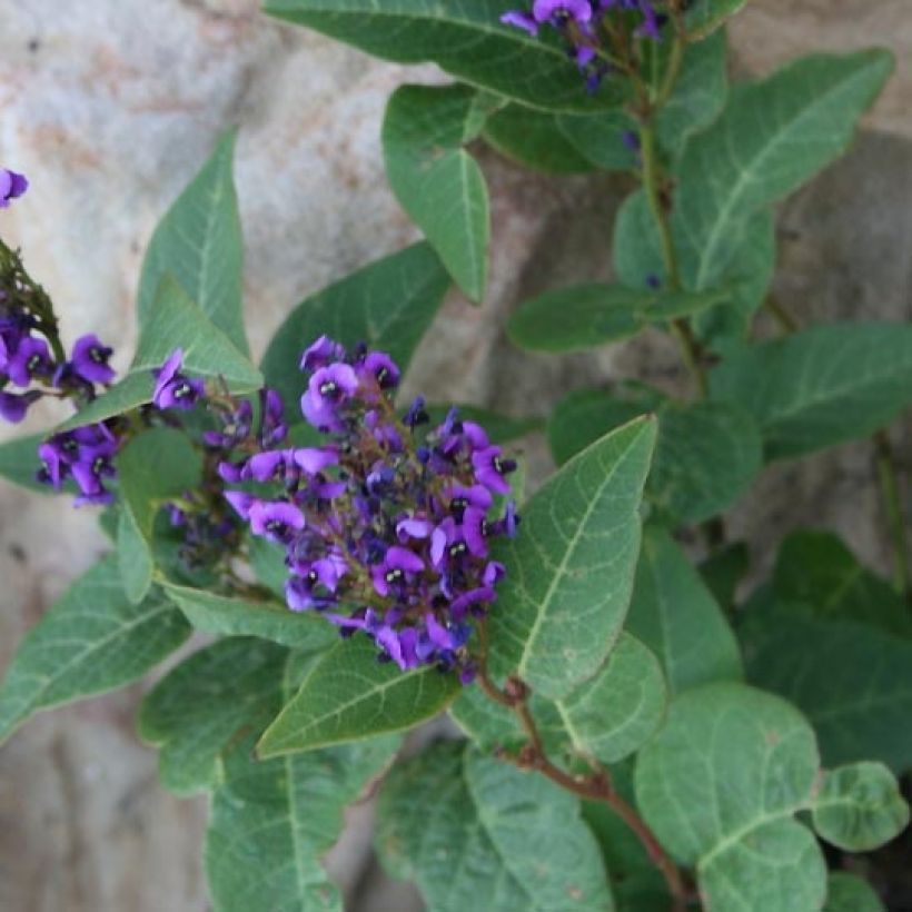 Hardenbergia violacea Regent - Valse sarsparilla (Foliage)